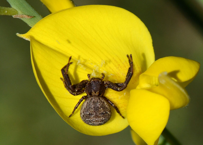 Xysticus sp.